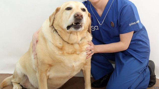 400 de câini vor fi sterilizați de o echipă de veterinari americani veniți la Chișinău 