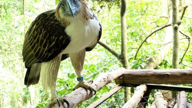 Autoritățile filipineze împrumută unui parc din Singapore o pereche de acvile dintr-o specie amenințată cu dispariția