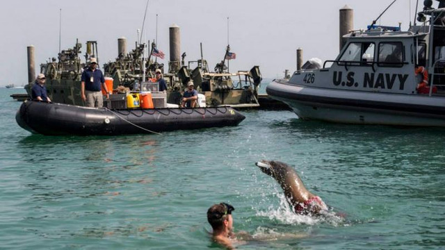 VIDEO | Delfini și lei de mare, antrenați într-o bază militară din SUA pentru operațiuni de spionaj și salvare 