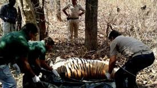 India | Superstițiile, responsabile pentru uciderea a 11 tigri într-un stat din centrul țării 