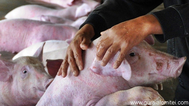 Autoritățile americane vor începe teste de identificare a unor eventuale cazuri de pestă porcină africană