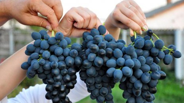 Granturi USAID pentru producătorii și exportatorii de prune și struguri de masă din R. Moldova 