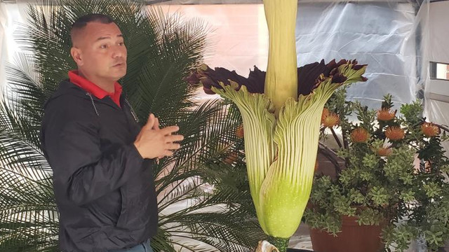 Cea mai mare floare din lume, cu miros de cadavru, a înflorit în campusul unei universități din SUA