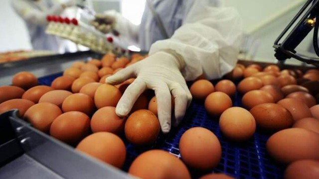 Cumpărați ouă de la magazin? ANSA informează cum trebuie să arate acestea, în conformitate cu legea