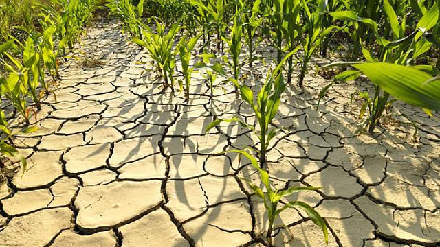 Măsurile pentru susținerea agricultorilor afectați de secetă au intrat în vigoare