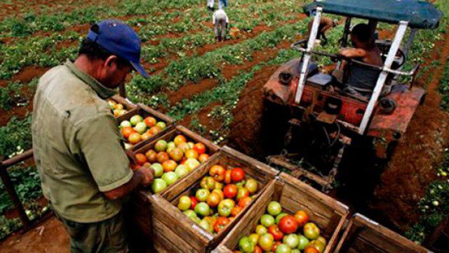 Producția agricolă în primul trimestru din R.Moldova este mai mică cu 4,2% 