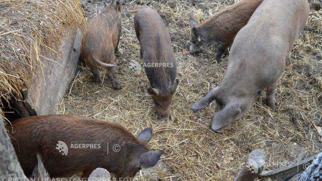 Bulgaria confirmă noi cazuri de pestă porcină africană la granița cu România