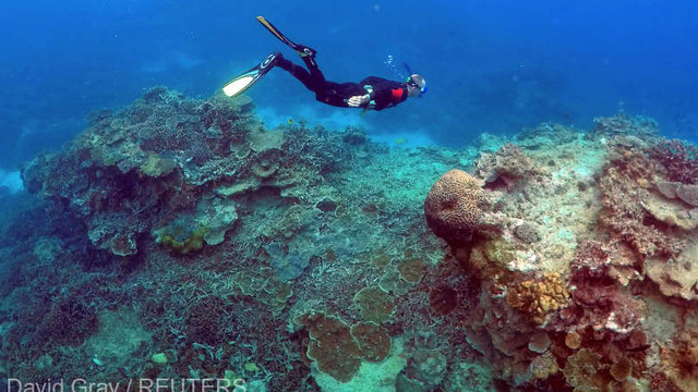 Australia - Perspectivă sumbră pentru Marea Barieră de Corali, avertizează autoritatea care administrează reciful