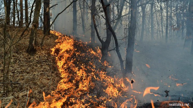 Mii de persoane au fost evacuate după ce un incendiu de pădure a izbucnit în insula Gran Canaria