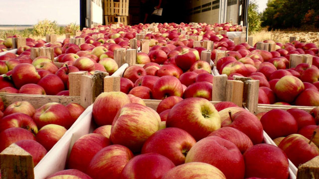 Mai puține mere pentru export