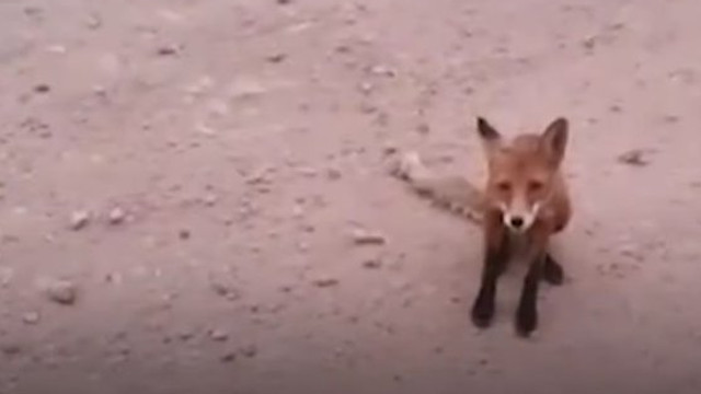 VIDEO | Animalele din Siberia fug de incendiile din Taiga și caută adăpost mai aproape de oameni