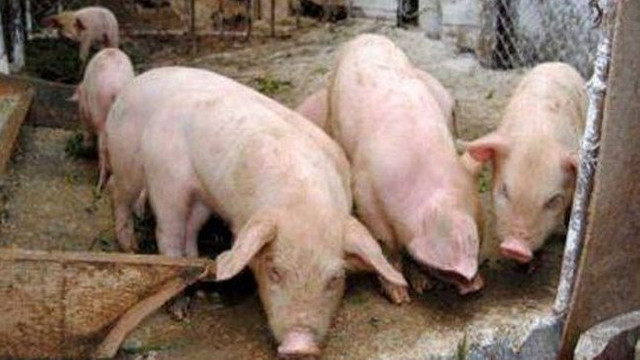 Rusia - noi cazuri de pestă porcină africană în regiunea Amur