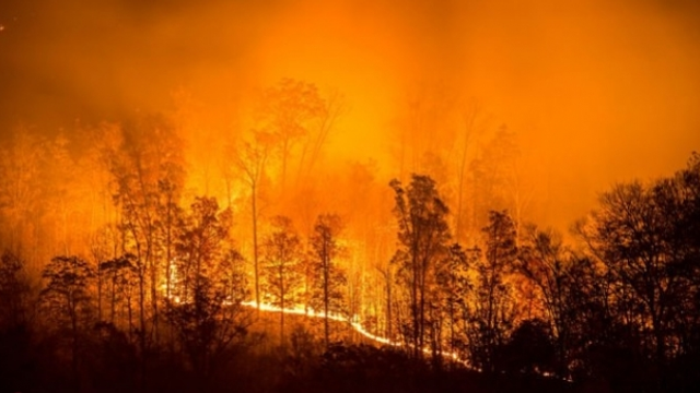 67 de focare de incendii de pădure și de vegetație au fost stinse pe teritoriul Rusiei, în ultimele 48 de ore