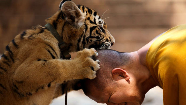 Thailanda - Templul Tigrilor învinuiește guvernul pentru decesul tigrilor confiscați de autorități