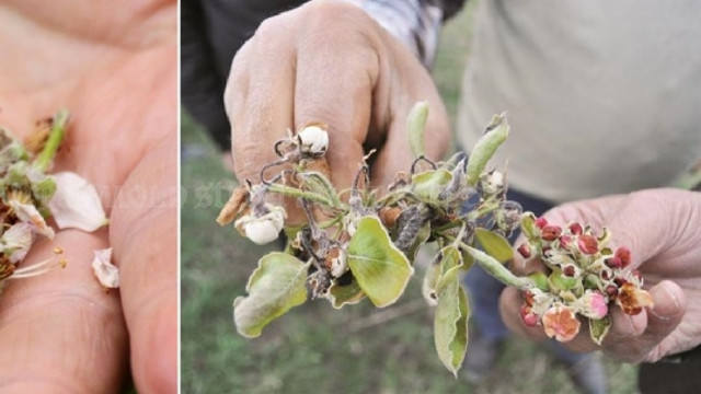 Valoarea subvențiilor pentru asigurarea riscurilor în agricultură s-a redus de 10 ori, în ultimii 6-7 ani (Mold-Street)