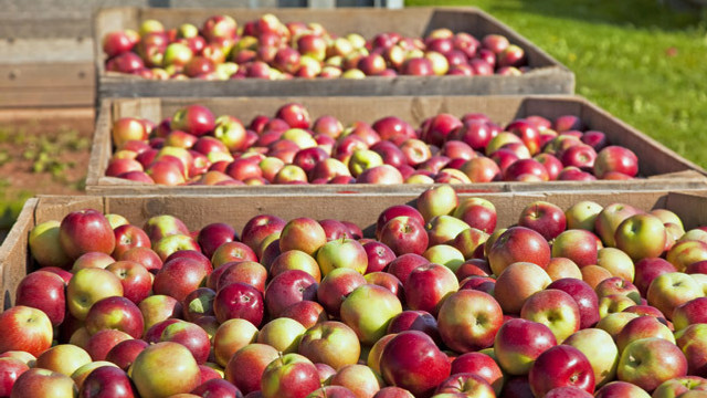 Rusia a interzis importul a peste 20 de tone de mere din R.Moldova
