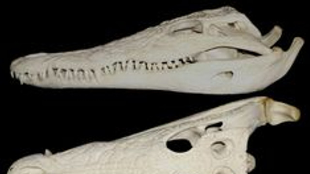 Oamenii de știință au identificat o nouă specie de crocodil