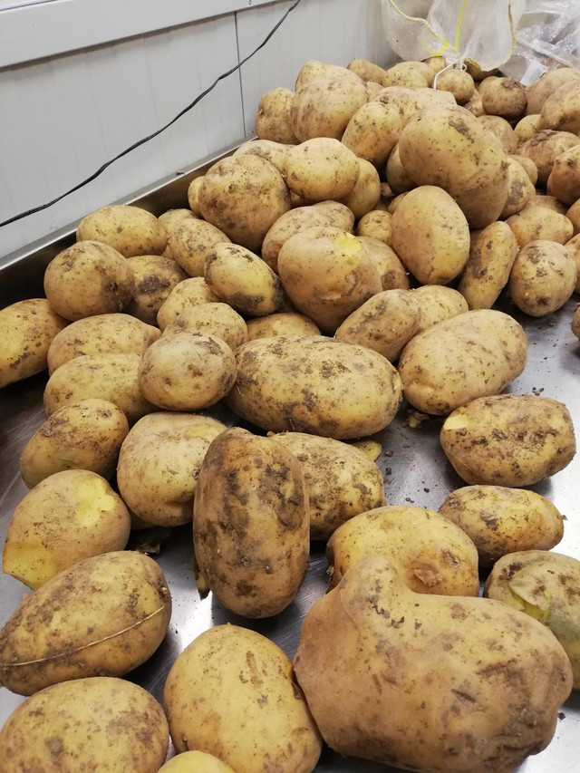 FOTO | Un lot de 20 de tone de cartofi din Turcia, a fost deturnat la frontiera Leușeni, conțineau larve în stare vie