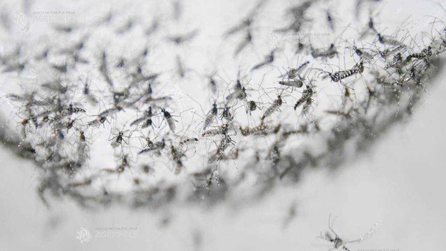 Brazilia - O bacterie oferă rezultate promițătoare în lupta contra răspândirii virusului dengue