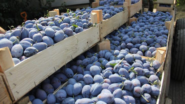 Peste 600 de tone de prune moldovenești au ajuns pe piețe din Germania
