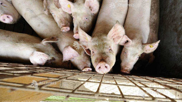 China a transportat 900 de porci cu avionul din Danemarca pentru refacerea efectivelor