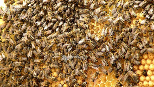 Oamenii de știință ruși, alarmați de moartea unor colonii de albine din cauza utilizării necontrolate a pesticidelor