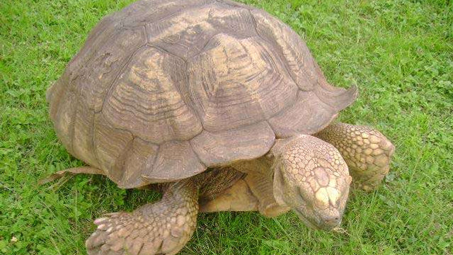 A murit cea mai bătrână broască țestoasă din Africa, la vârsta de 344 de ani
