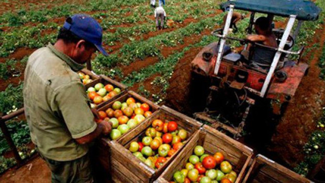 Producția agricolă în nouă luni a însumat în prețuri curente 24 141 milioane de lei