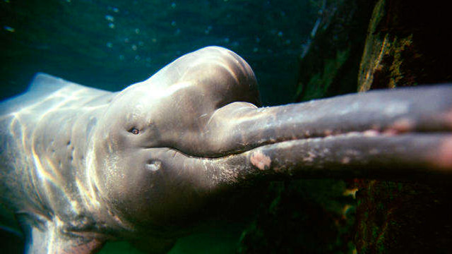 Delfinii roz de Amazon, contaminați cu mercur (WWF)