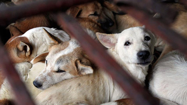 Organizații și activiști civici cer adoptarea unei legi care să protejeze animalele