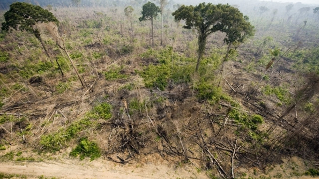 Cifra dezastrului din cea mai mare pădure tropicală din lume: 10.000 de km pătrați, defrișați într-un singur an