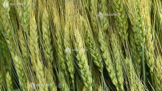 USDA a îmbunătățit estimările privind producția de grâu a Rusiei în anul agricol 2019-2020