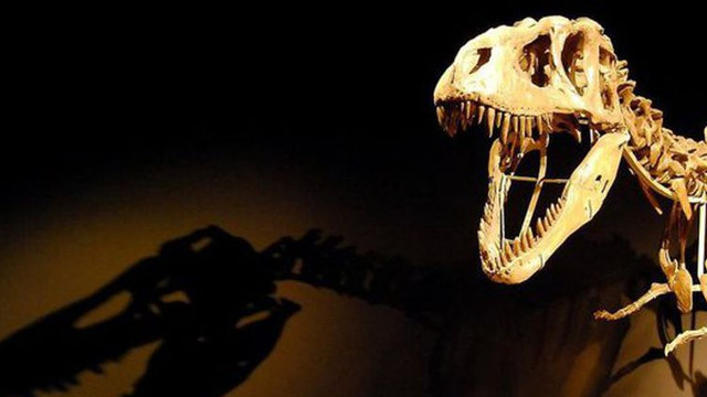 Cel mai bine păstrat schelet de stegozaur a fost găsit într-o magazie din Portugalia