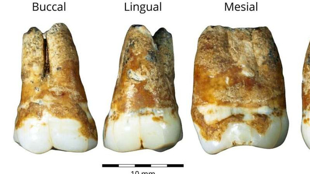 Dinți vechi de 40.000 de ani, descoperiți în nordul Israelului