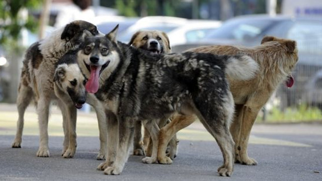 Circa 200 de câini vor fi sterilizați în cadrul unui proiect cu o organizație din Austria