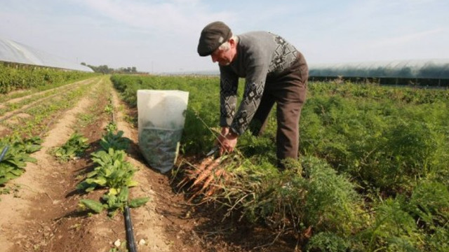 Valoarea subvențiilor în agricultură solicitate în acest an de producători au depășit 1 mlrd de lei