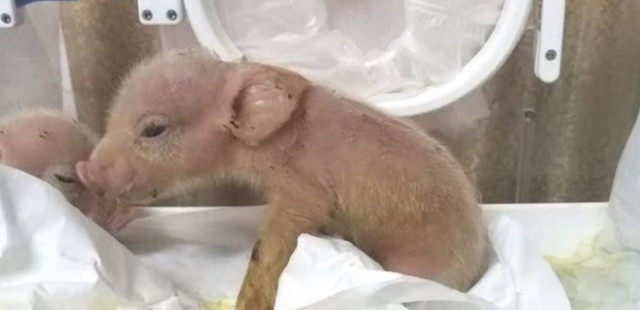 Chinezii au creat primele exemplare hibride maimuță-porc (FOTO)