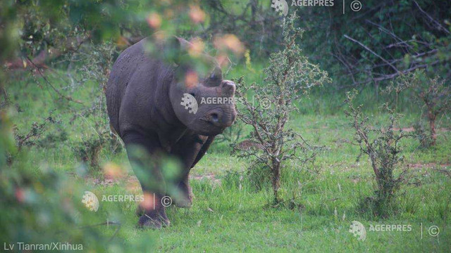 Fausta, cel mai vârstnic exemplar de rinocer negru din lume, a murit în Tanzania la 57 de ani