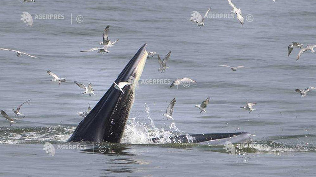 Studiu | Mărimea până la care poate ajunge o balenă, influențată de disponibilitatea prăzii și modul de hrănire 