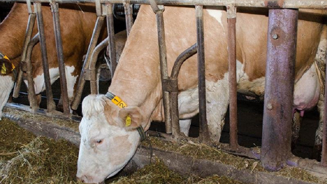 Pe teritoriul Republicii Moldova a fost înregistrat un caz de rabie la o bovină