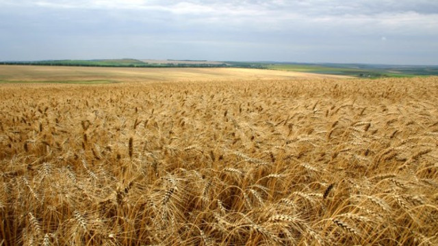 Nivelul scăzut de umiditate în sol pune în pericol culturile cerealiere de toamnă, în special grâul. Ce spun specialiștii