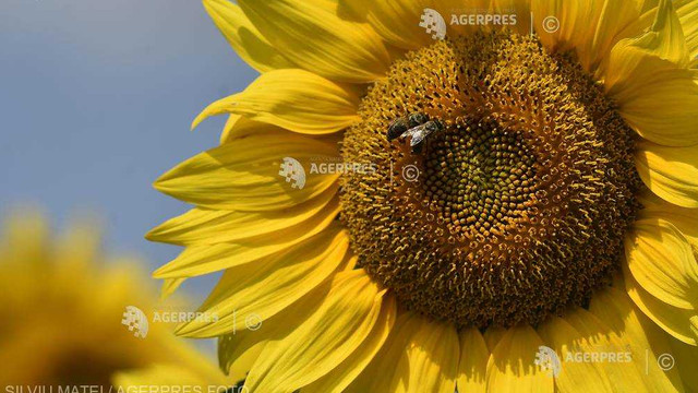 Campanie pentru interzicerea pesticidelor și salvarea albinelor, organizată de 90 de organizații din 17 țări ale UE
