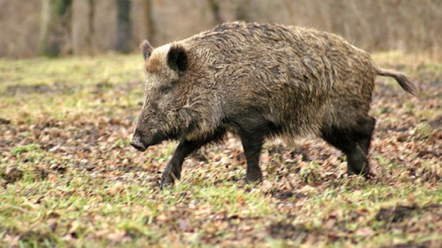 Focar de pesta porcină africană  în „Pădurea Domnească”: 35 de mistreți au fost găsiți morți
