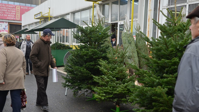 În prag de sărbători, crește cererea pentru pomii de Crăciun. Care sunt prețurile și ce preferă moldovenii