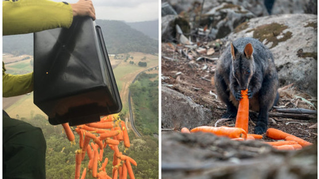 Mii de legume, aruncate din elicoptere pentru animalele din Australia