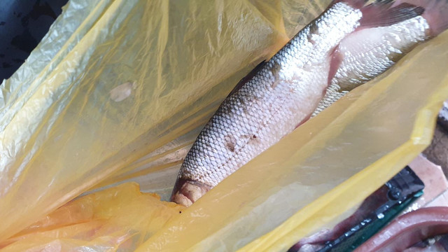 Controale inopinate la Piața Centrală: A fost depistată o specie rară de pește, inclusă în Cartea Roșie, vândut cu 50 de lei, kilogramul 