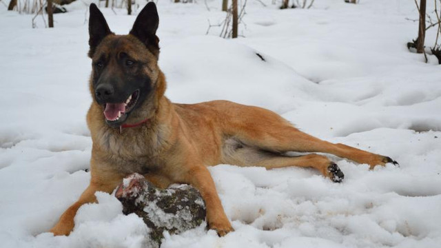 Un câine salvator a supraviețuit 16 zile la o altitudine de 3.500 de metri, la temperaturi de minus 25 de grade