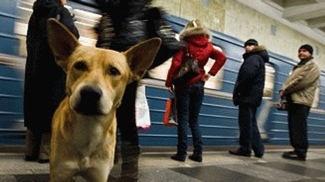 Rusia - Animale fără stăpân, adunate de pe străzi și șobolani exterminați la Moscova de teama coronavirsului