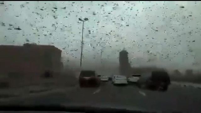 Imagini apocaliptice în Bahrain. Lăcustele au invadat cerul și au transformat ziua în noapte
