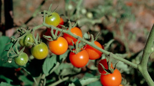 Virusul care pune în pericol culturile de tomate din Franța. Nu a fost descoperit un tratament